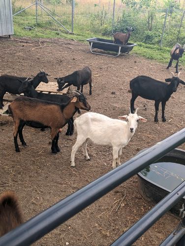 Female Goat for Eid #1